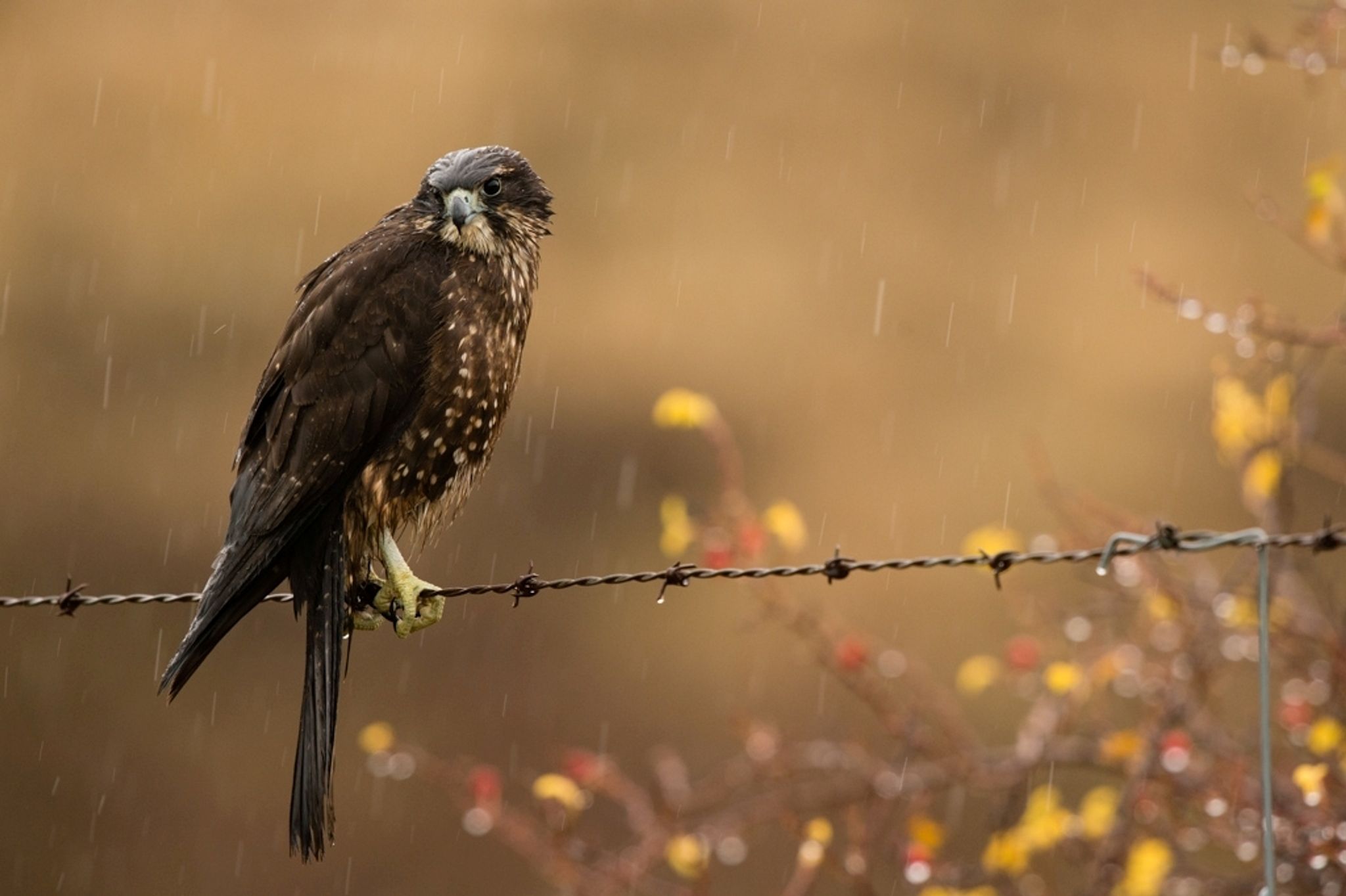 Neuseelands Karearea ist Vogel des Jahres 2021