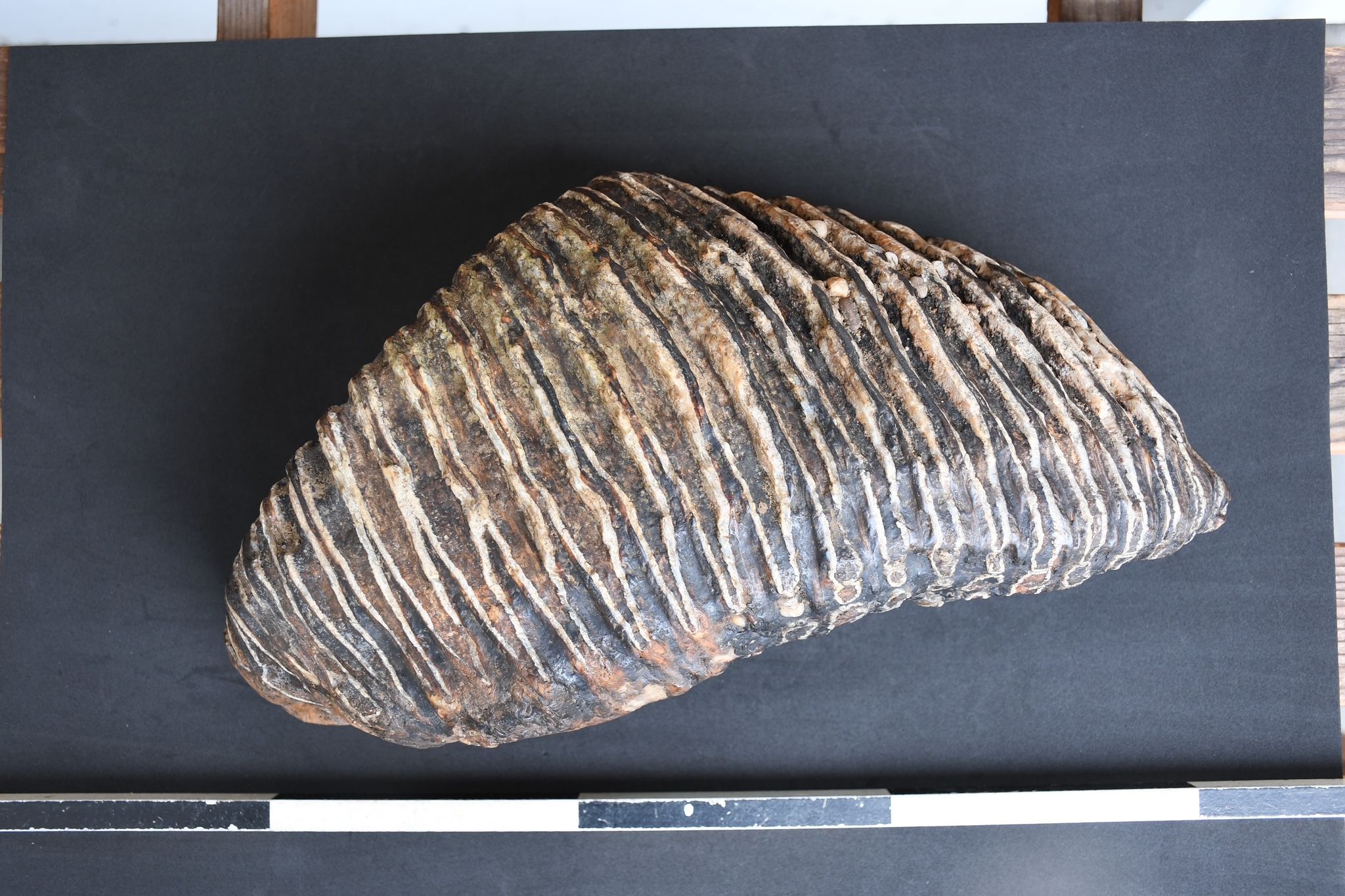 125.000 Jahre alter Mammutzahn am Rheinufer gefunden