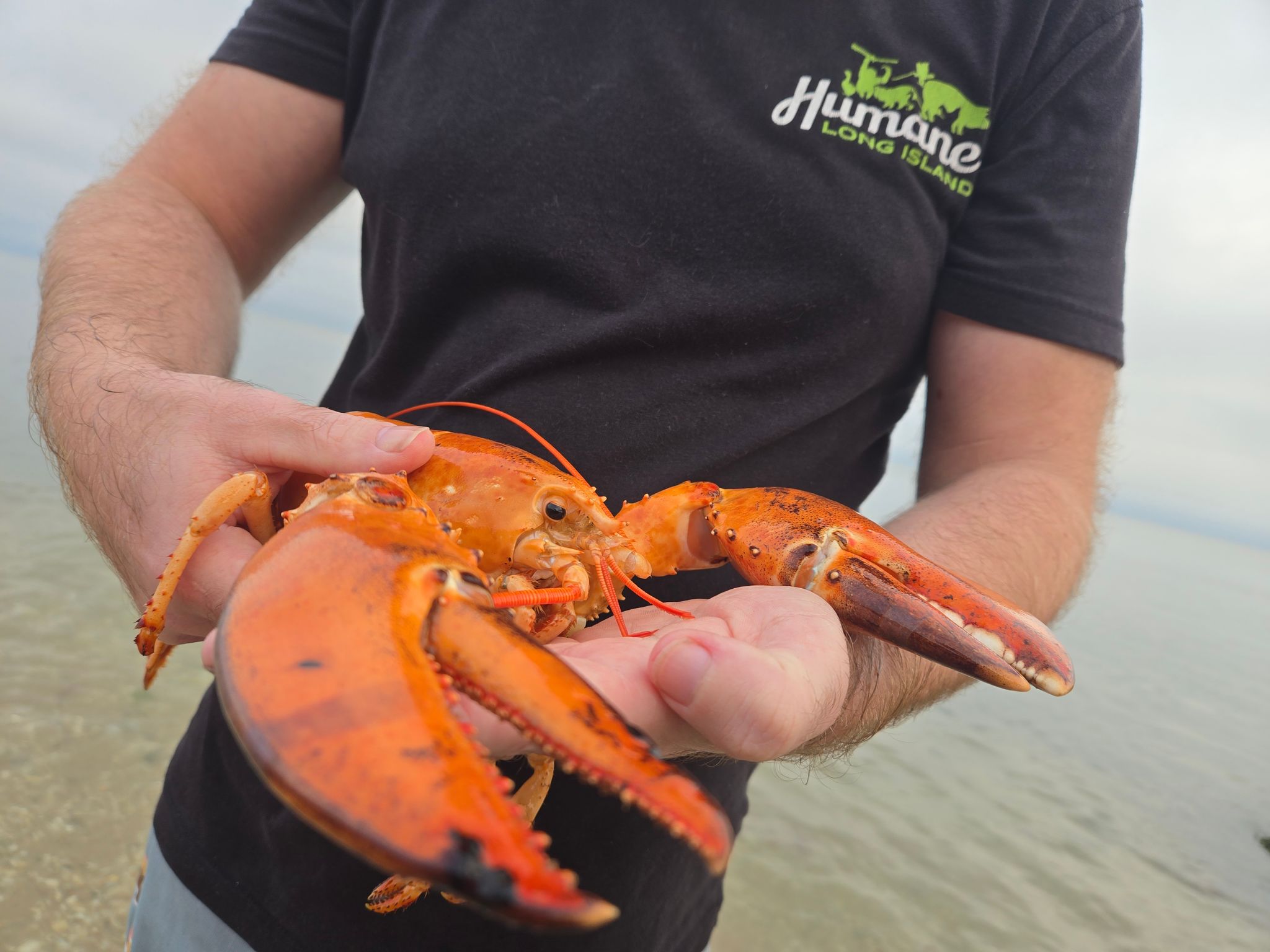 Seltener orangefarbener Hummer aus Supermarkt gerettet