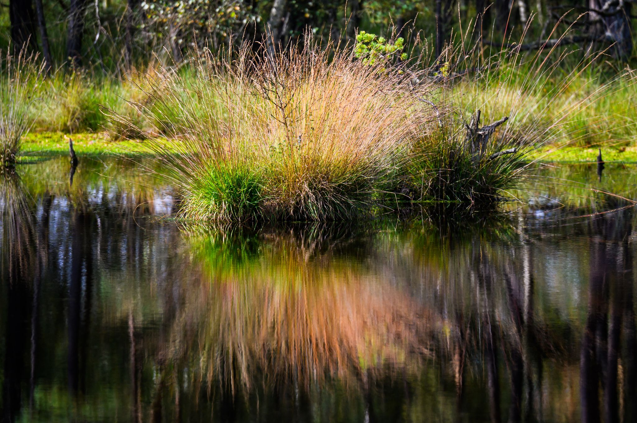 Deutschland plant Wiederbelebung von Mooren im Kampf gegen Klimawandel