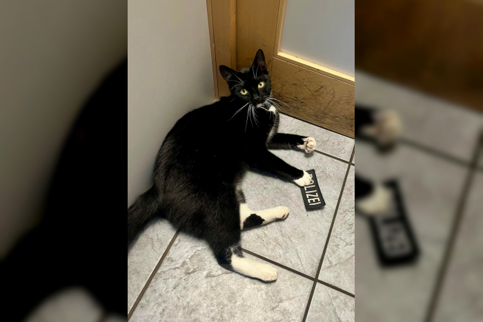 Lübeck Bahnhof: GPS hilft, Katze zurückzugeben
