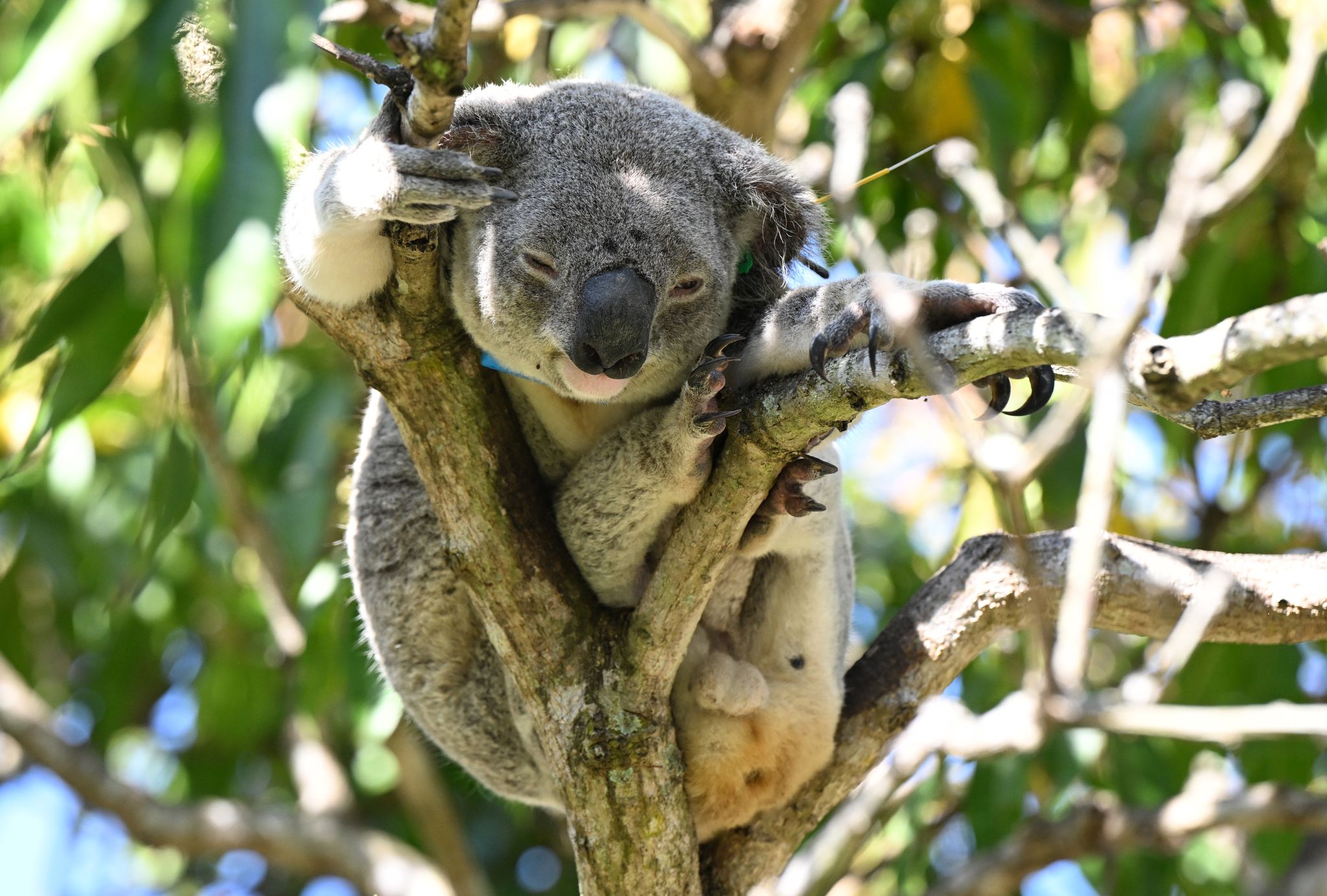 Impfstoff gegen Chlamydien: Rettung für Koalas in Australien