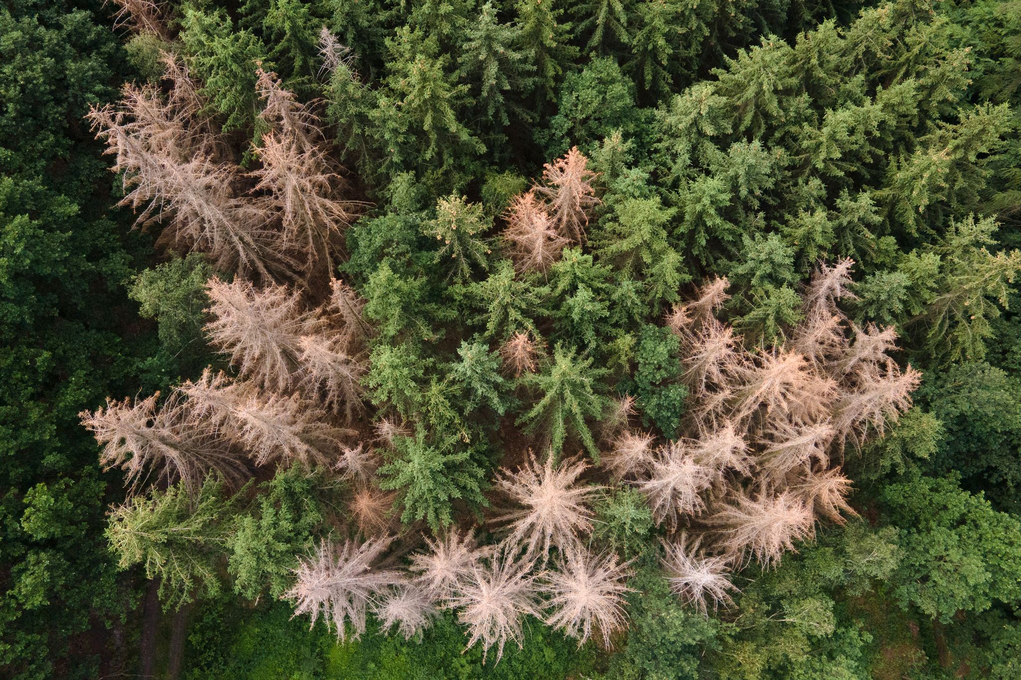 Alarmierende Satellitendaten: Deutscher Wald schrumpft dramatisch