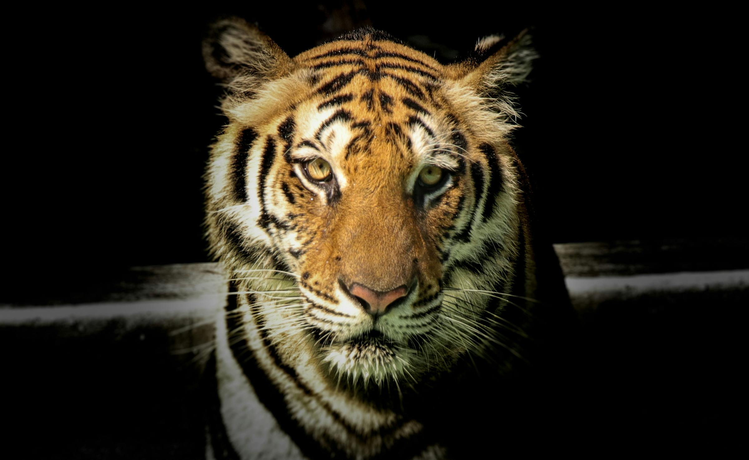 Tigerangriff im Growler Pines: Pfleger stirbt – Debatte um Wildtierhaltung entflammt