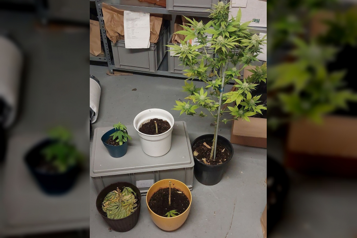 Polizei findet Hanfplantage in KielKreis Plön