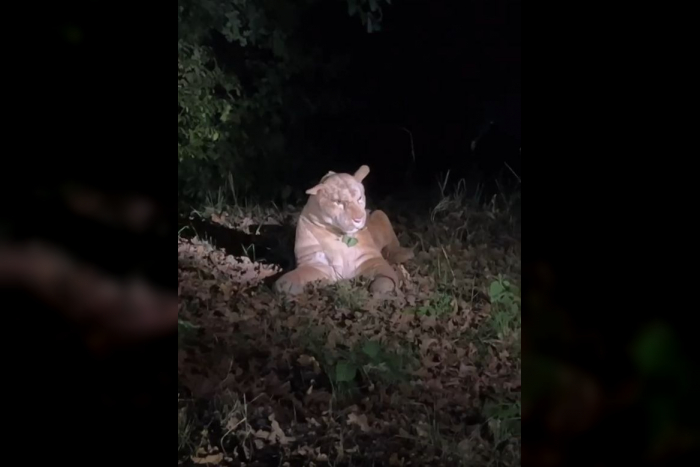 Frankfurt: Polizeieinsatz nach Wildtiersichtung in Kalbach-Riedberg