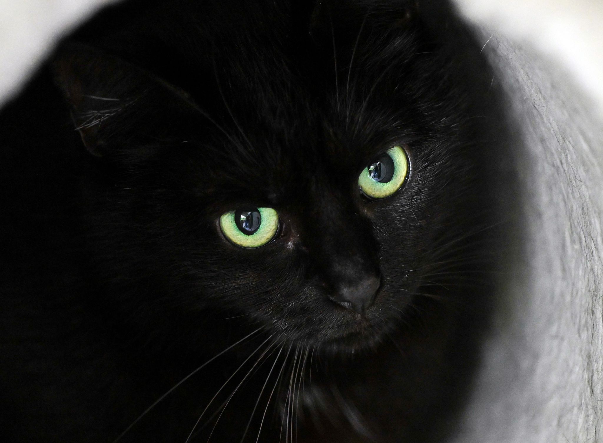 Stadt verbietet rund um Halloween Adoption schwarzer Katzen