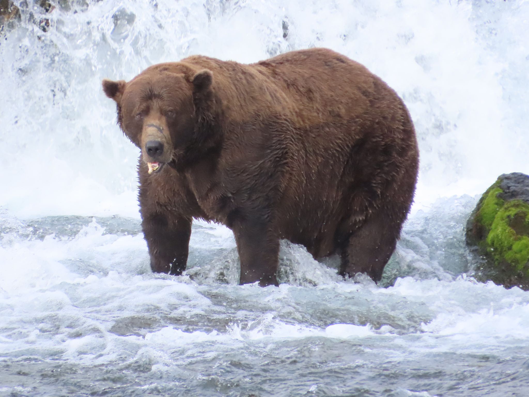 «Fat Bear»-Wahl: massiger Braunbär «Chunk» holt Siegertitel