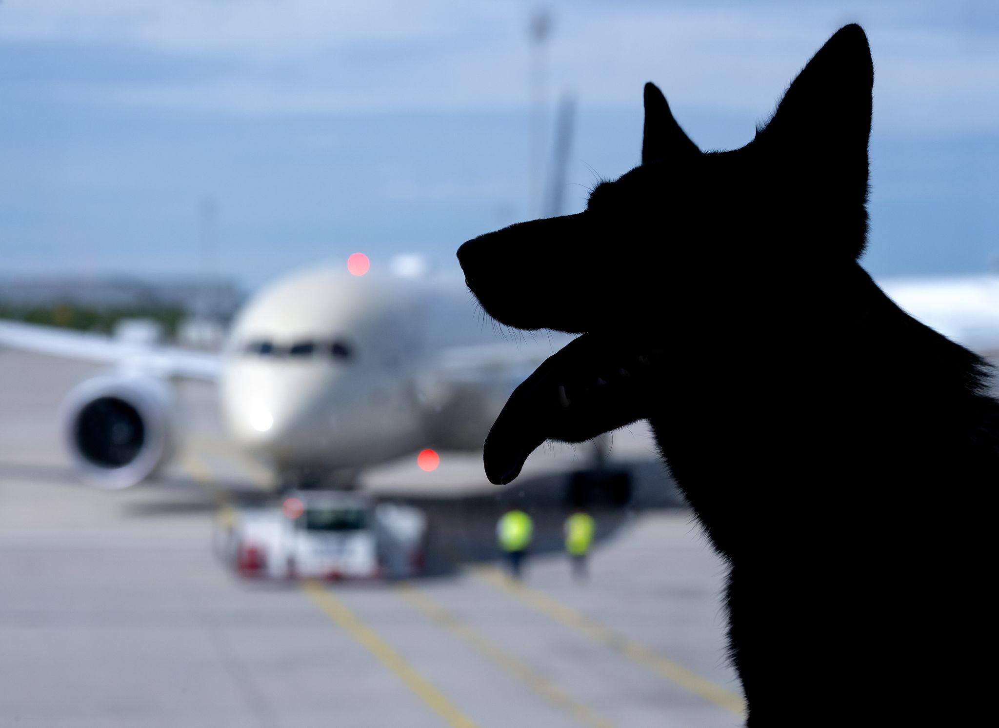 Hund bei Flugreise verloren – Entschädigung wie bei Gepäck