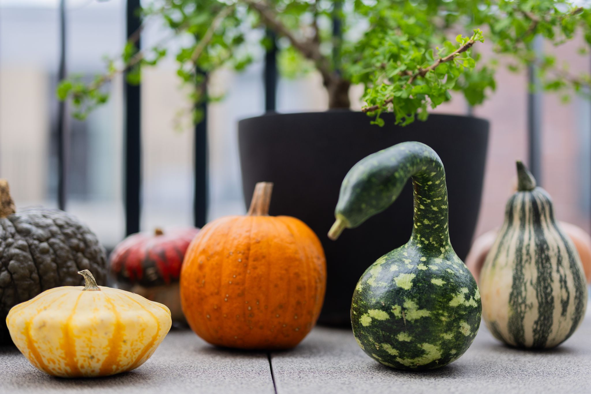 Kürbis-Boom im Herbst: Trendige Rezepte und Drinks