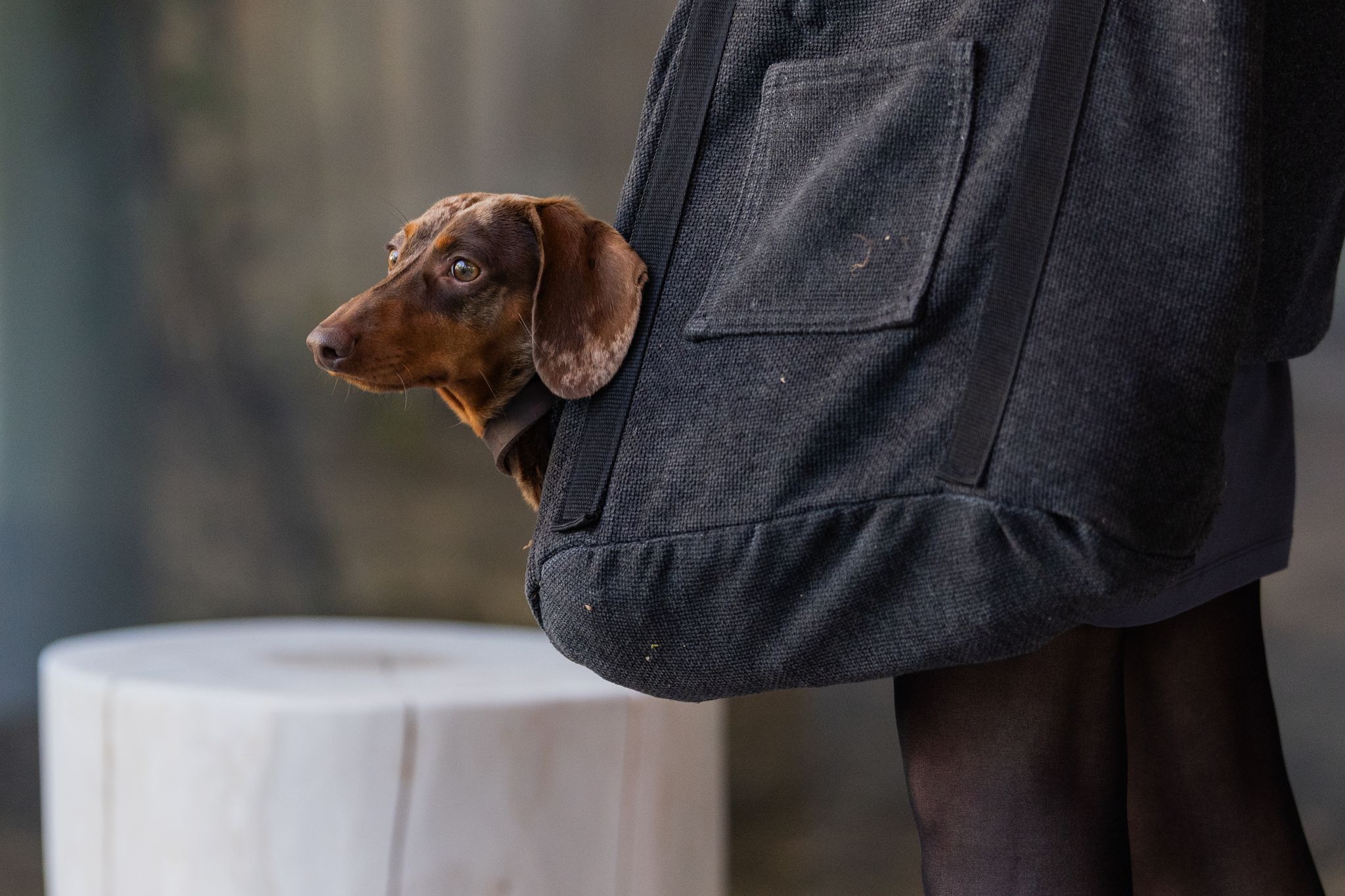 Gestiegene Preise für Hunde- und Katzenfutter in Deutschland