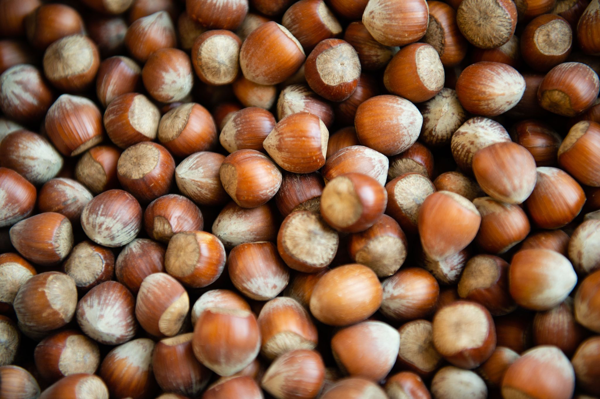 Nussige Zeiten: Haselnernte in Italien katastrophal