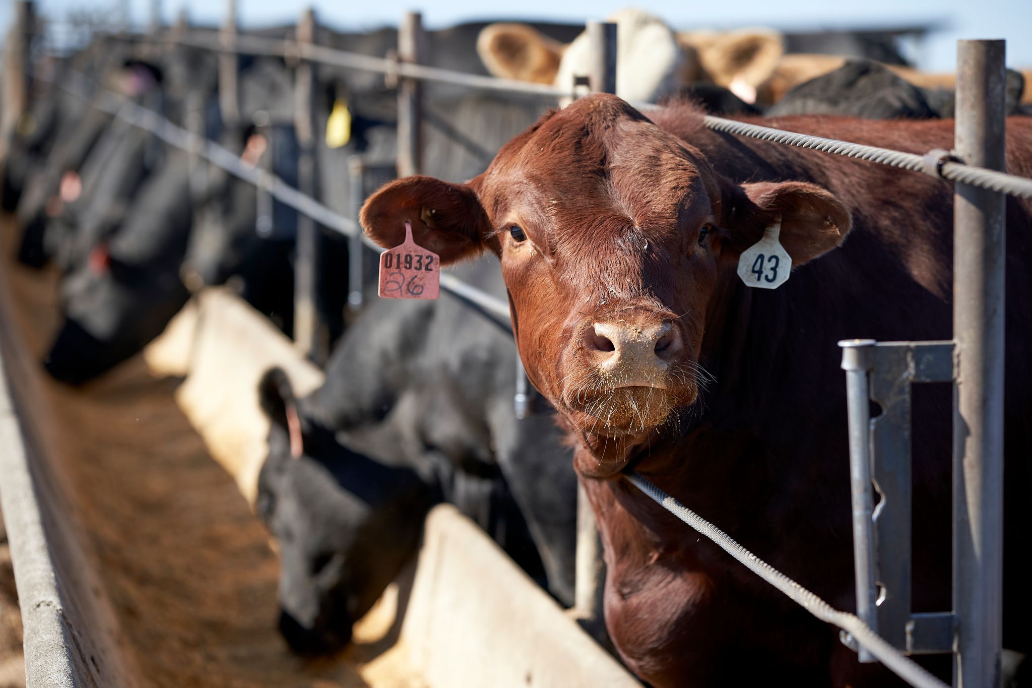 Ernährungsweise trägt weiterhin stark zur Klimakrise bei