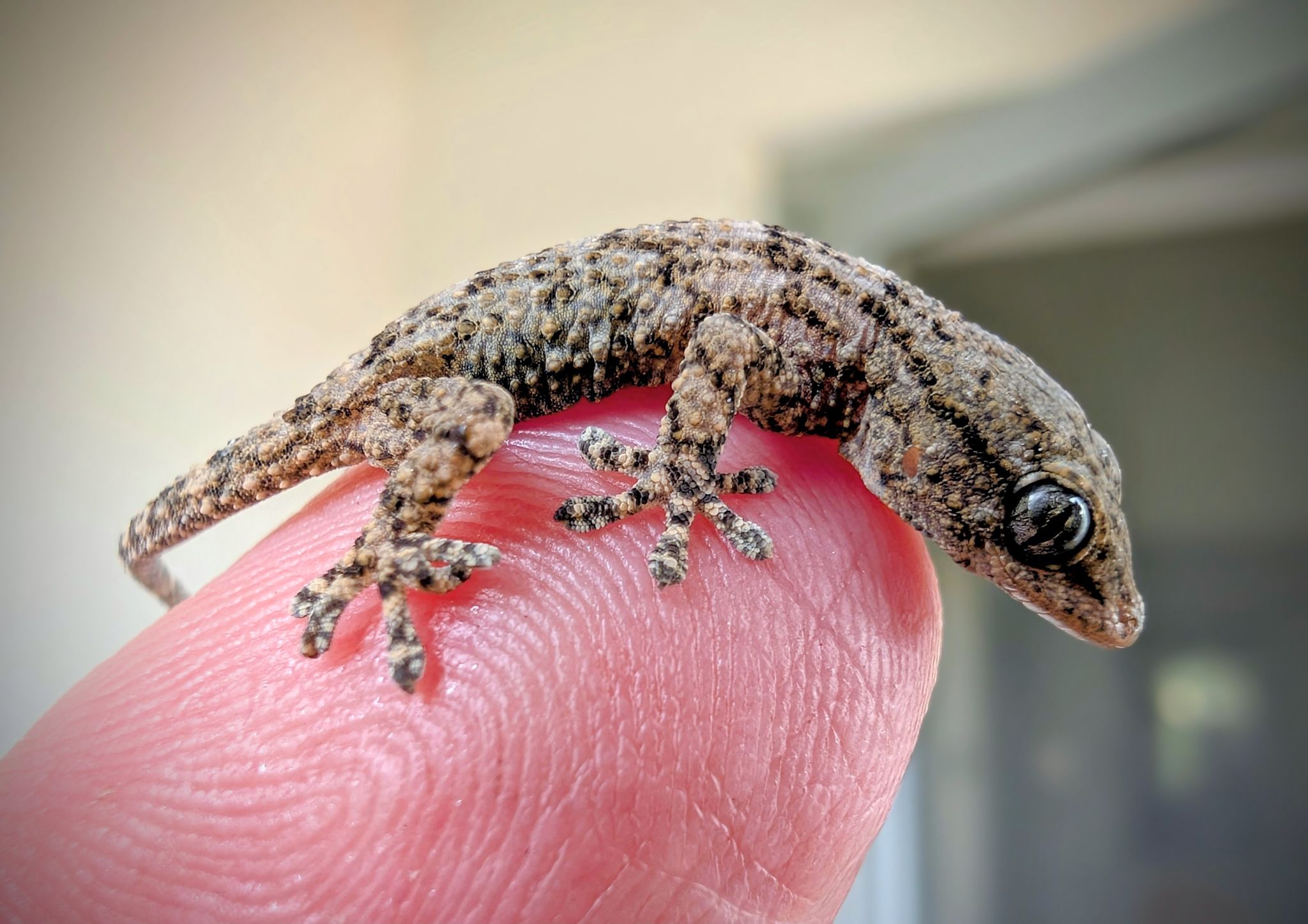 Frau in Polen findet Gecko in Rucola-Packung