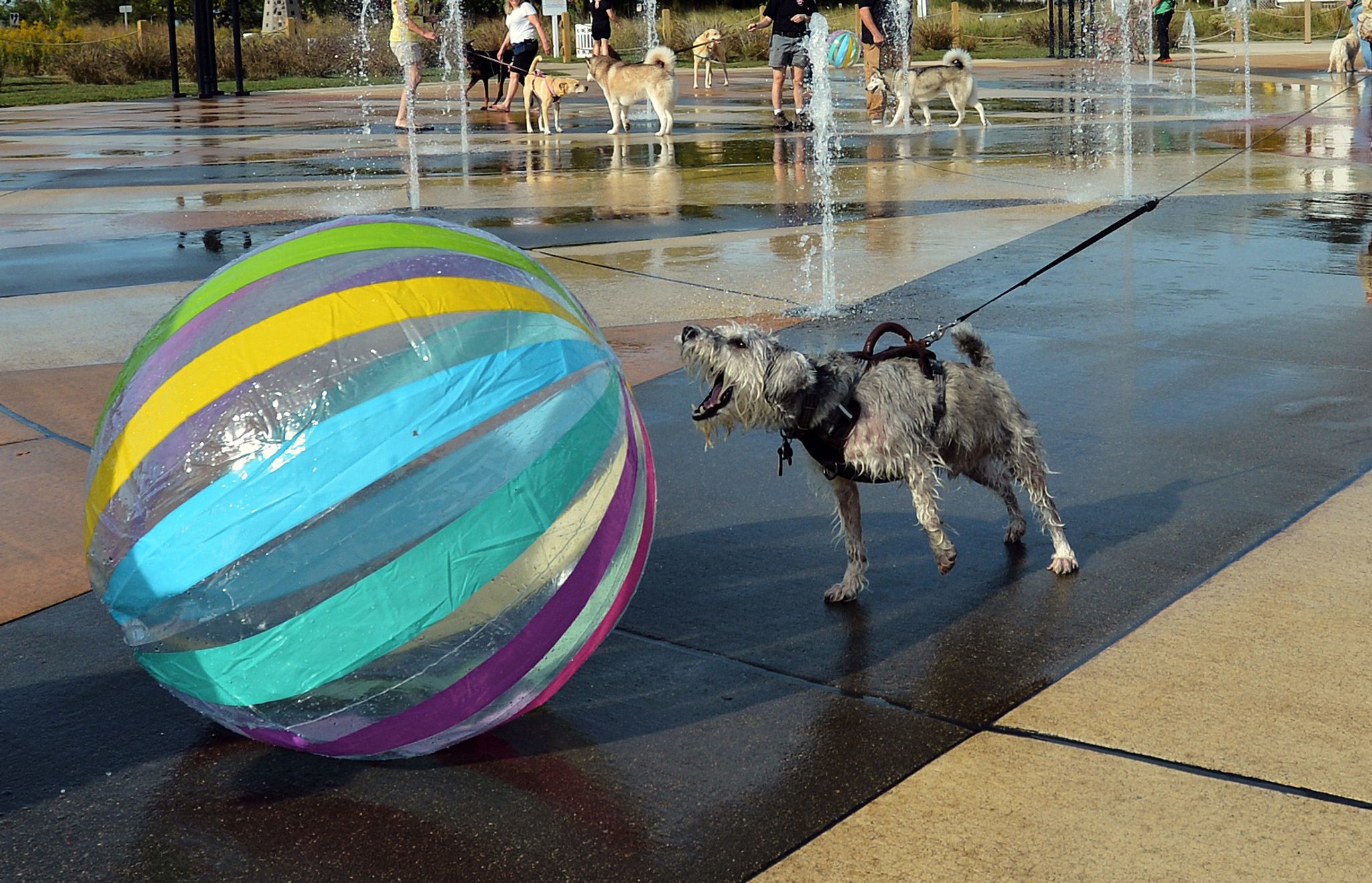 Suchtähnliches Verhalten bei Hunden: Spielzeug wichtiger als alles andere