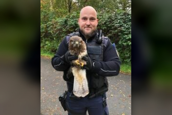 Itzehoe: Rettung eines Mäusebussards auf der A 23