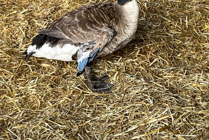 Lebach: Gans gestohlen aus Weidekoppel