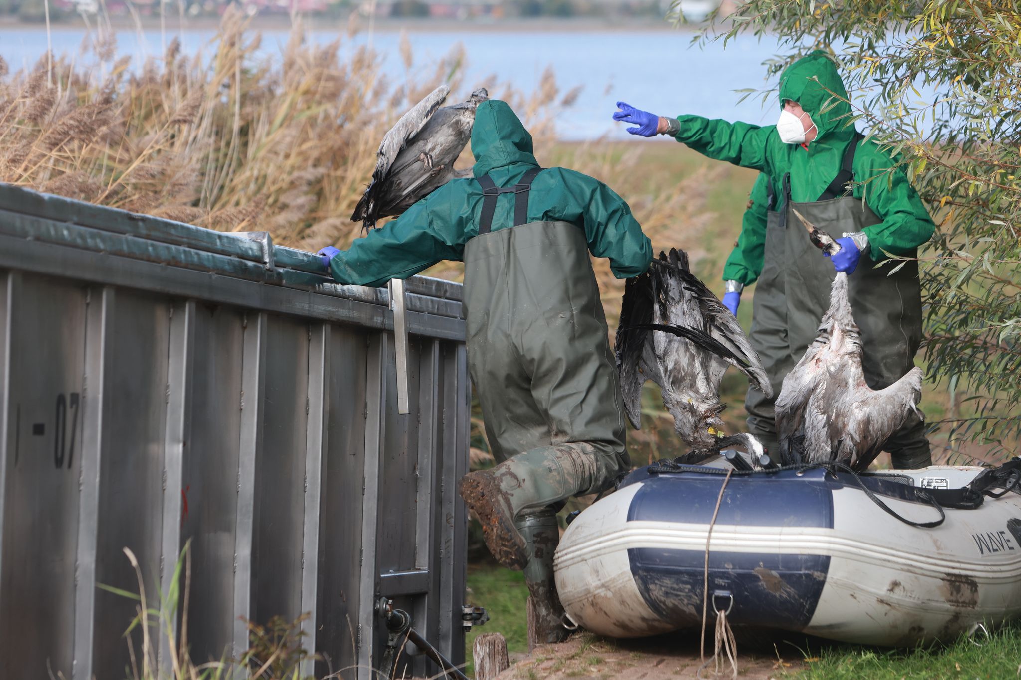Bedrohliche Ausbreitung der Vogelgrippe in Deutschland