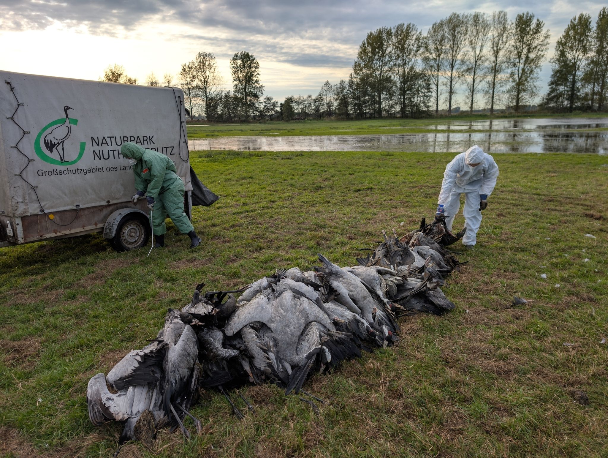Vogelgrippe breitet sich aus – Tausende Kraniche verendet