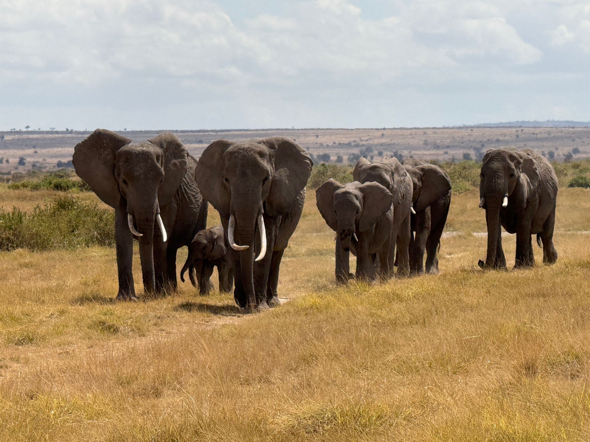Politiker in Simbabwe stirbt nach Verkehrsunfall mit Elefant