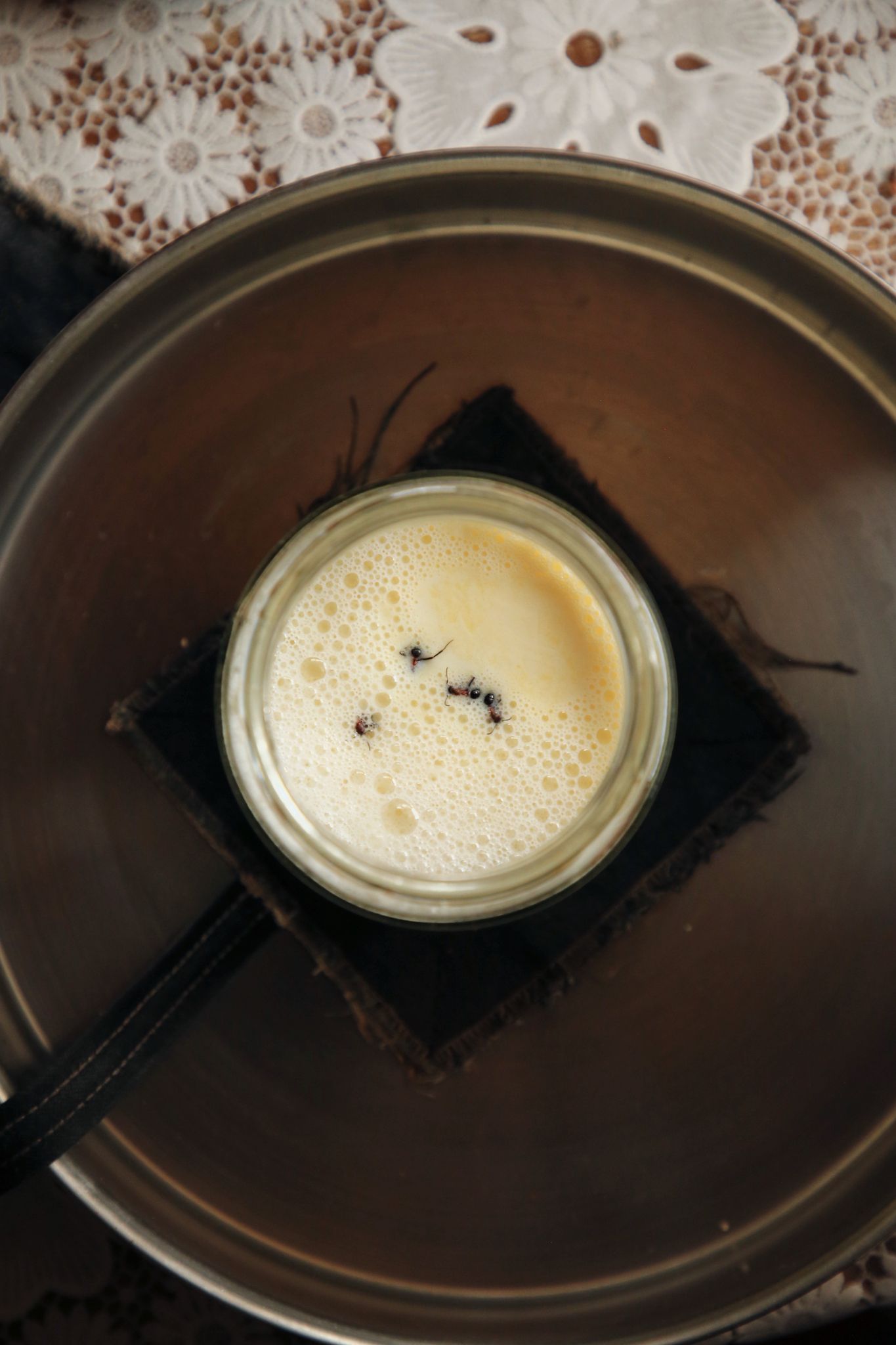 Wie Joghurt aus Ameisen entsteht – Nachahmen nicht empfohlen