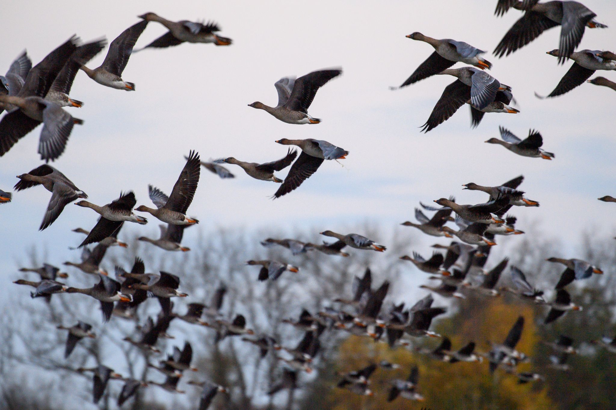 Steigende Gefahr der Vogelgrippe durch Zugvögel