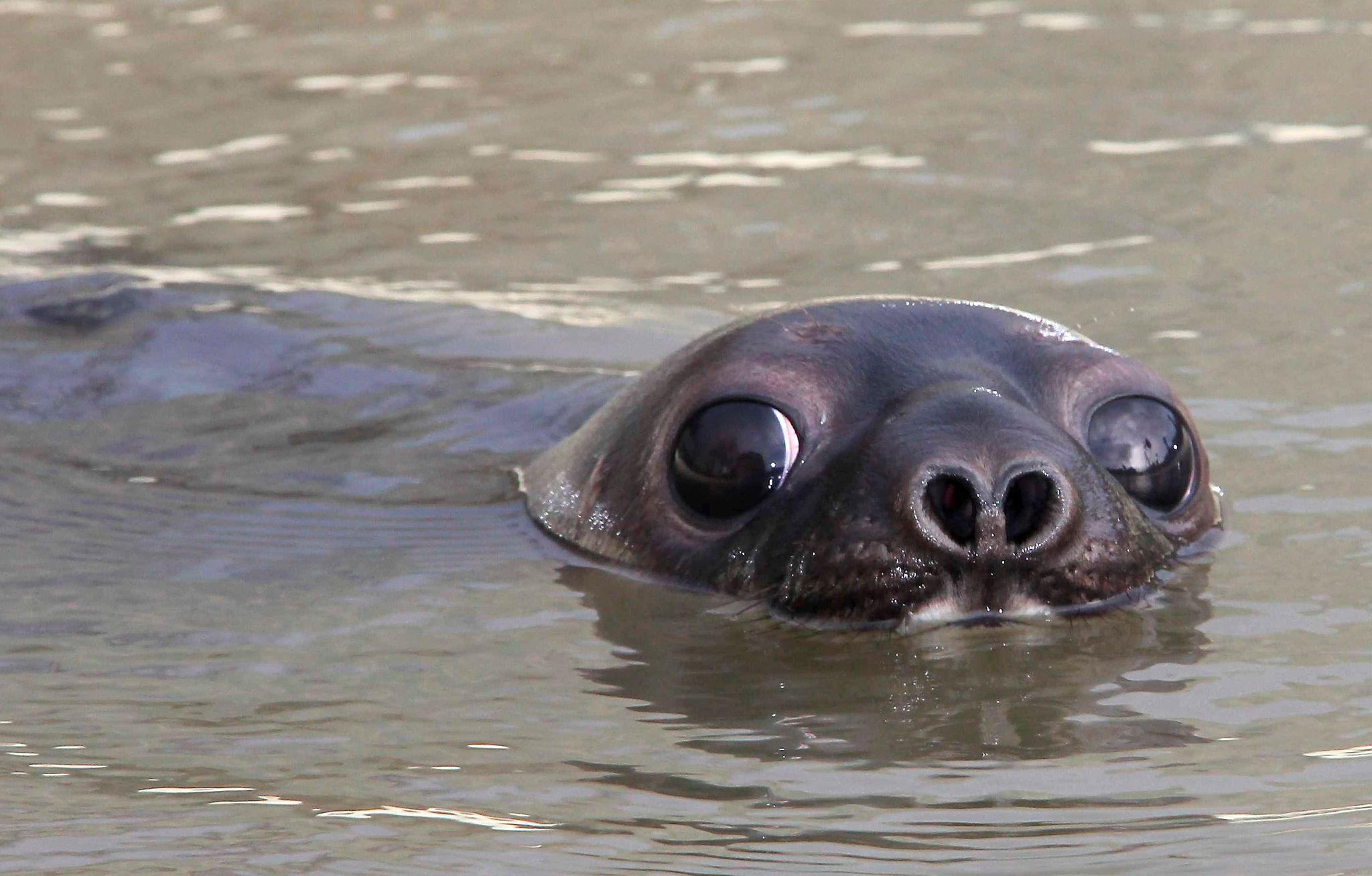 Klimawandel setzt Robben zu – Drei Arten stärker gefährdet