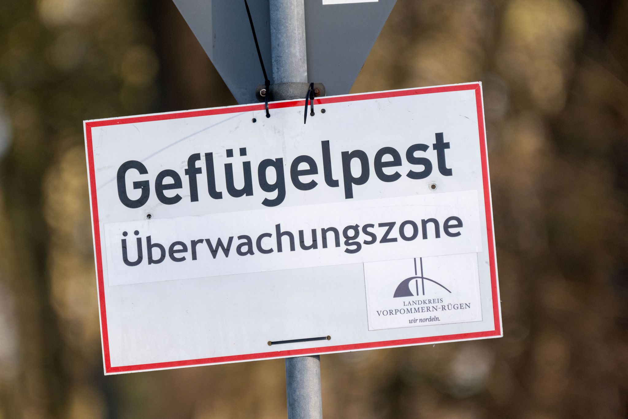 Vogelgrippe in Deutschland auf dem Vormarsch