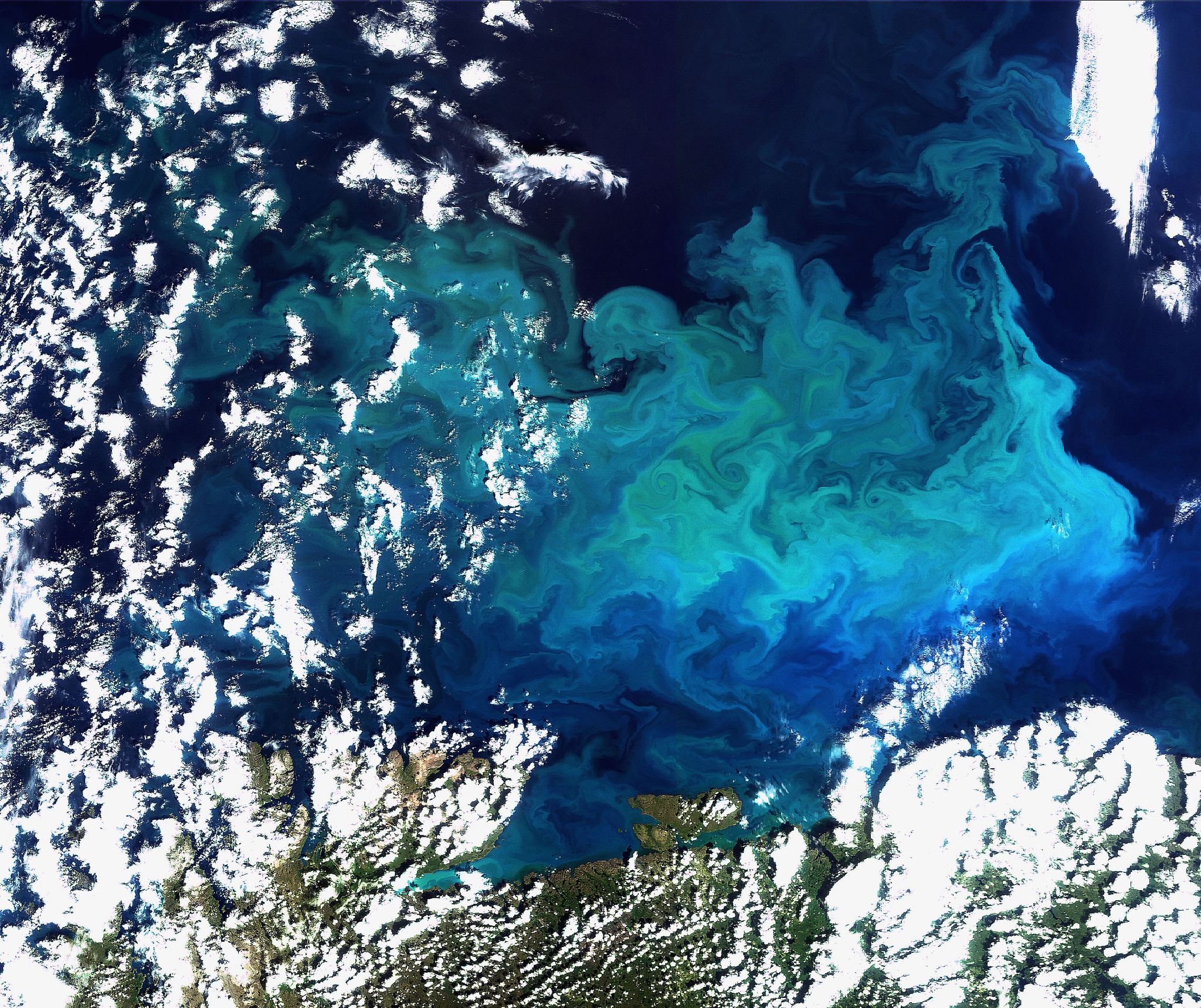 Phytoplankton-Menge in den Ozeanen nimmt ab