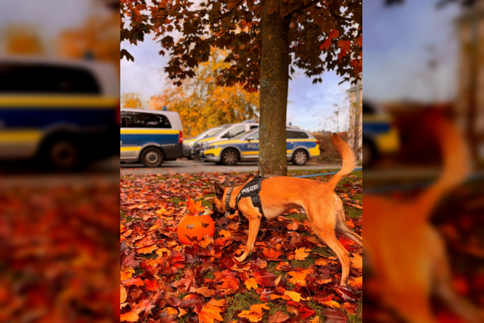 Kiel: Gruselige Halloween-Tipps für sicheres Feiern