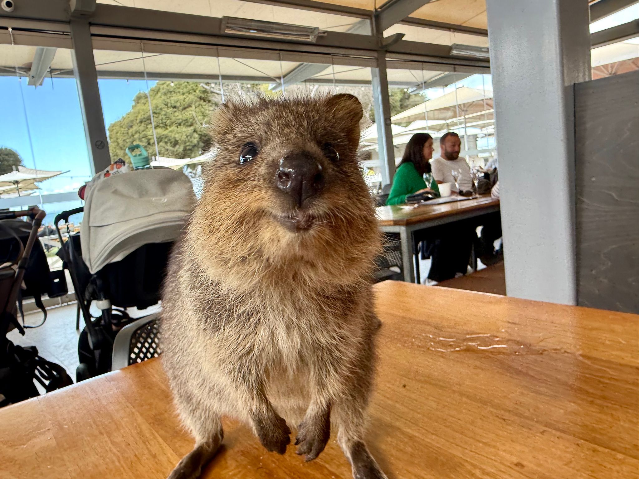 Quokkas: Die glücklichsten Tiere der Welt auf Rottnest Island