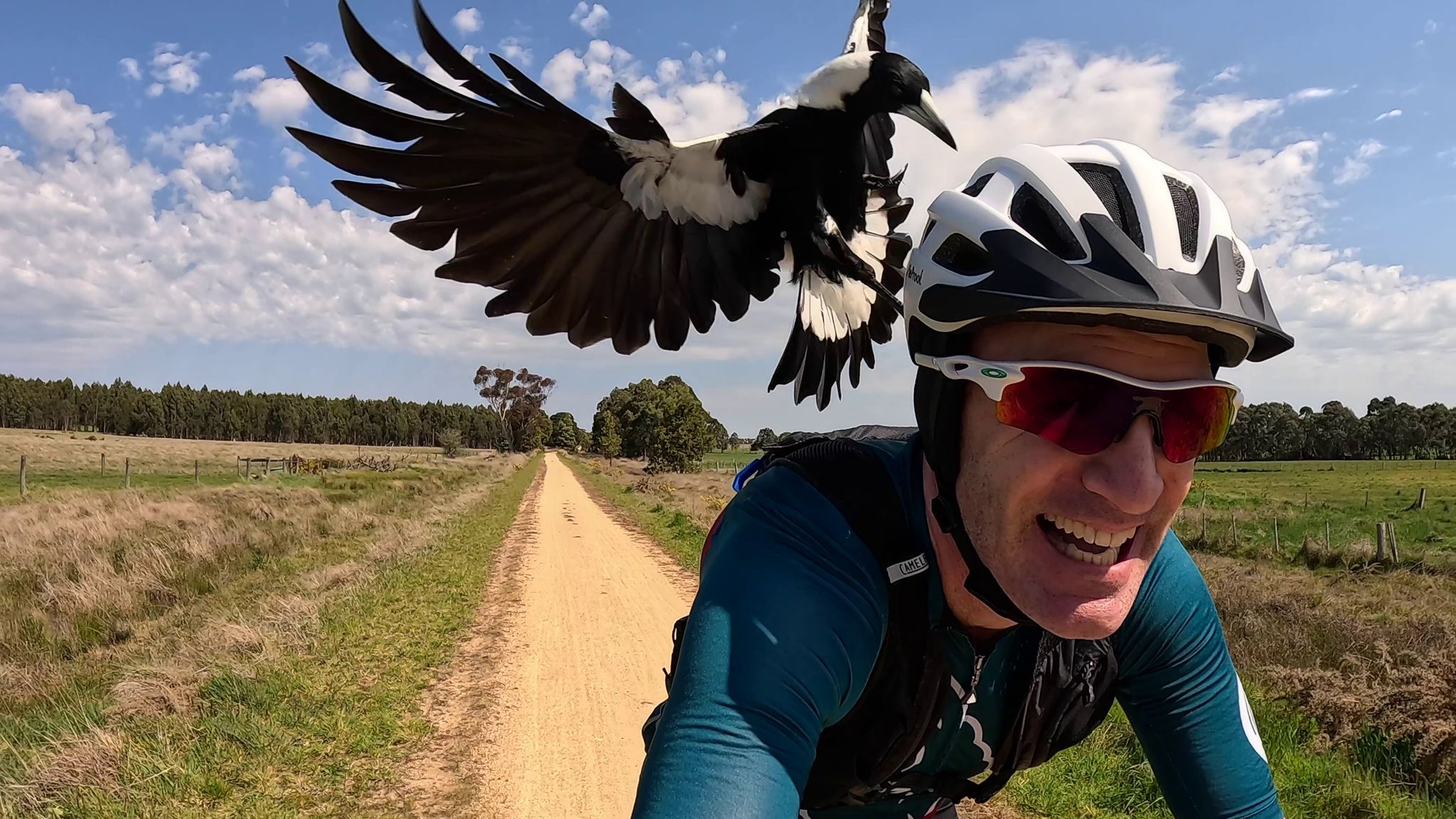Magpies: Australiens überraschende Angreifer aus der Luft