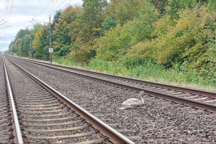 Jeeser: Rettung eines jungen Schwans