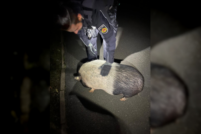 Schwein auf der Straße, Polizeieinsatz in Bremen