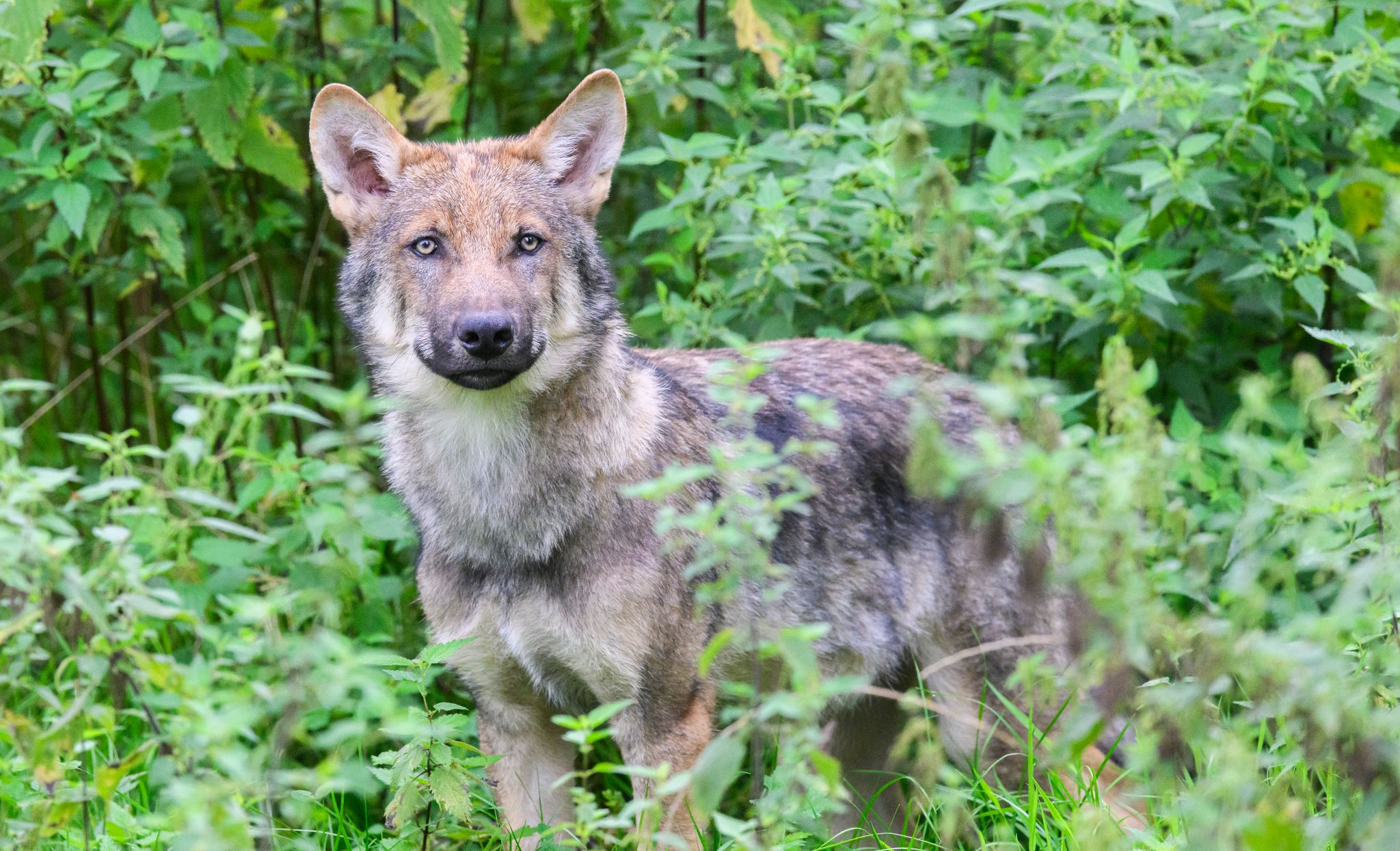 Wölfe bleiben scheu – selbst in streng geschützten Gebieten