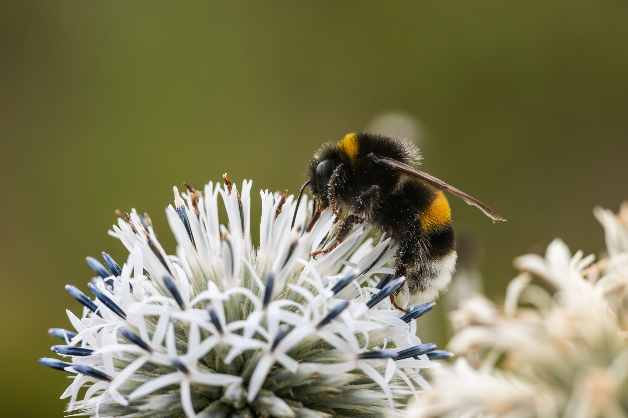 Wildbienen und Schmetterlinge in Europa zunehmend gefährdet