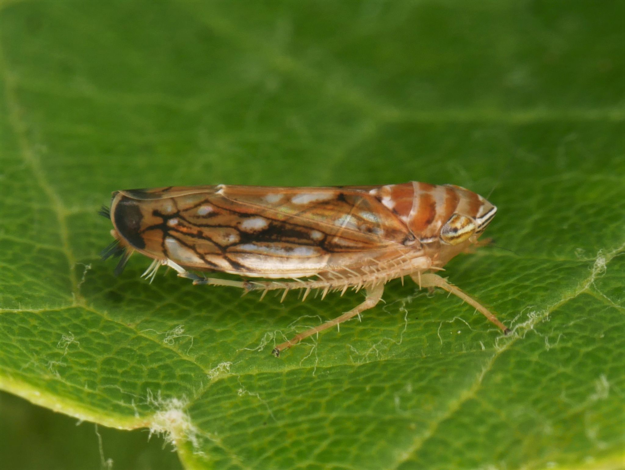 Neue Rebkrankheit nachgewiesen: Gefahr schneller Ausbreitung