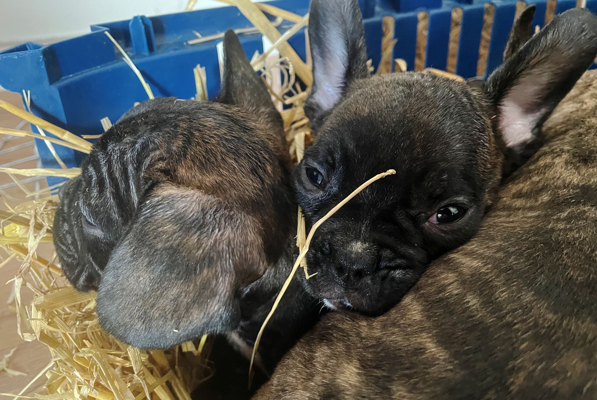 EU will illegalen Tierhandel eindämmen