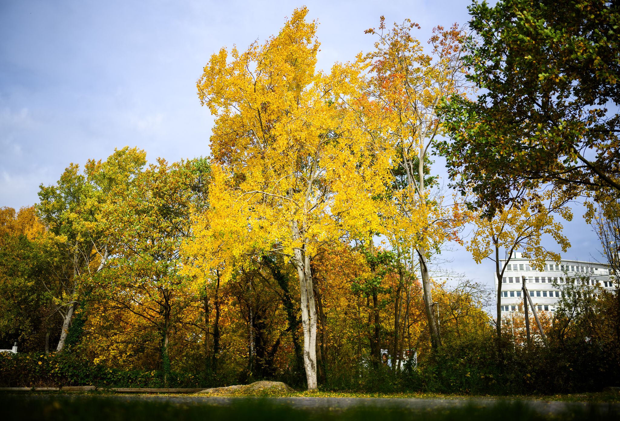 Zitterpappel: Baum des Jahres 2026 mit großer Vielfalt und Lebenskraft
