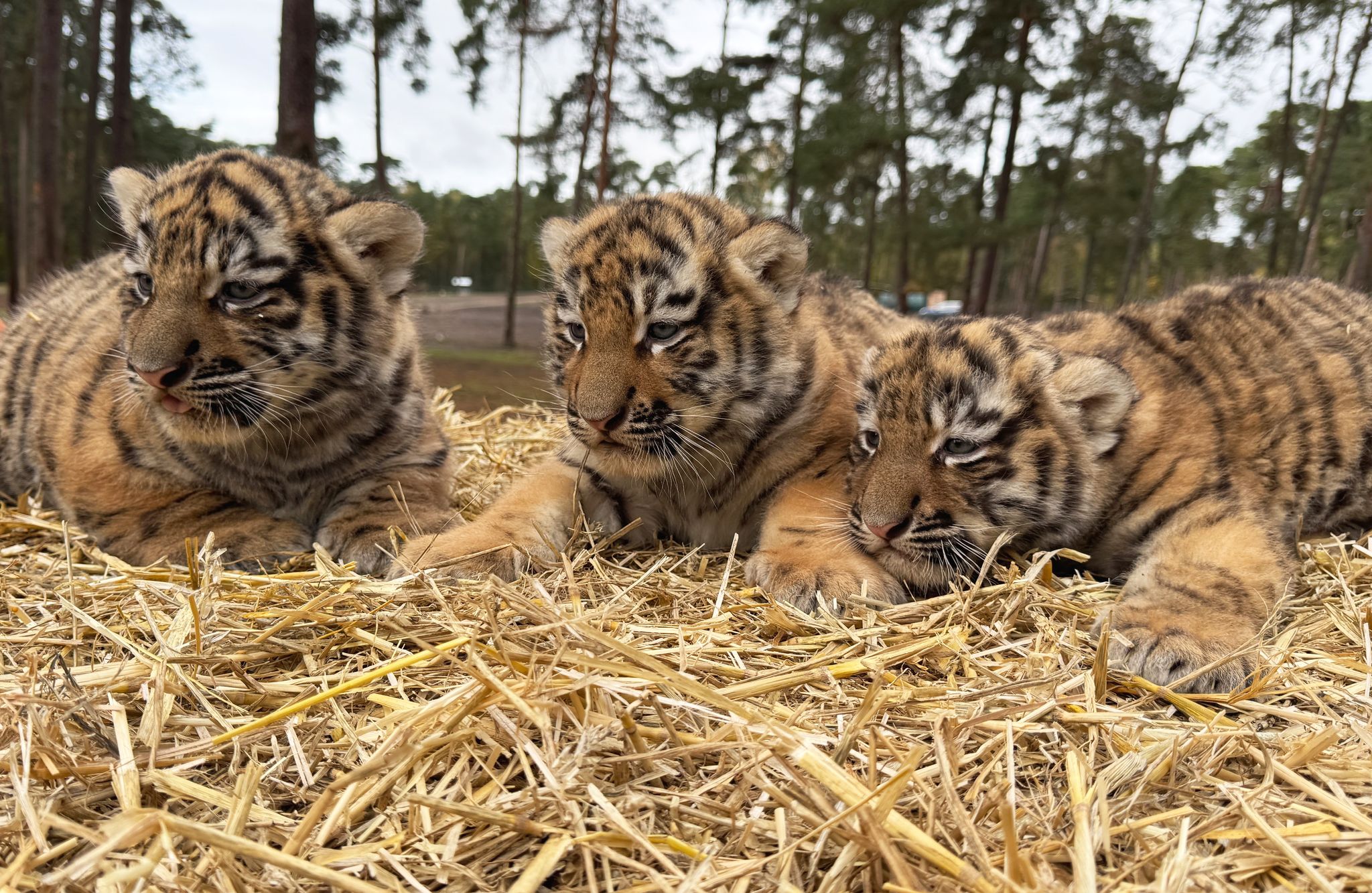 Drei Sibirische Tigerbabys im Serengeti-Park geboren