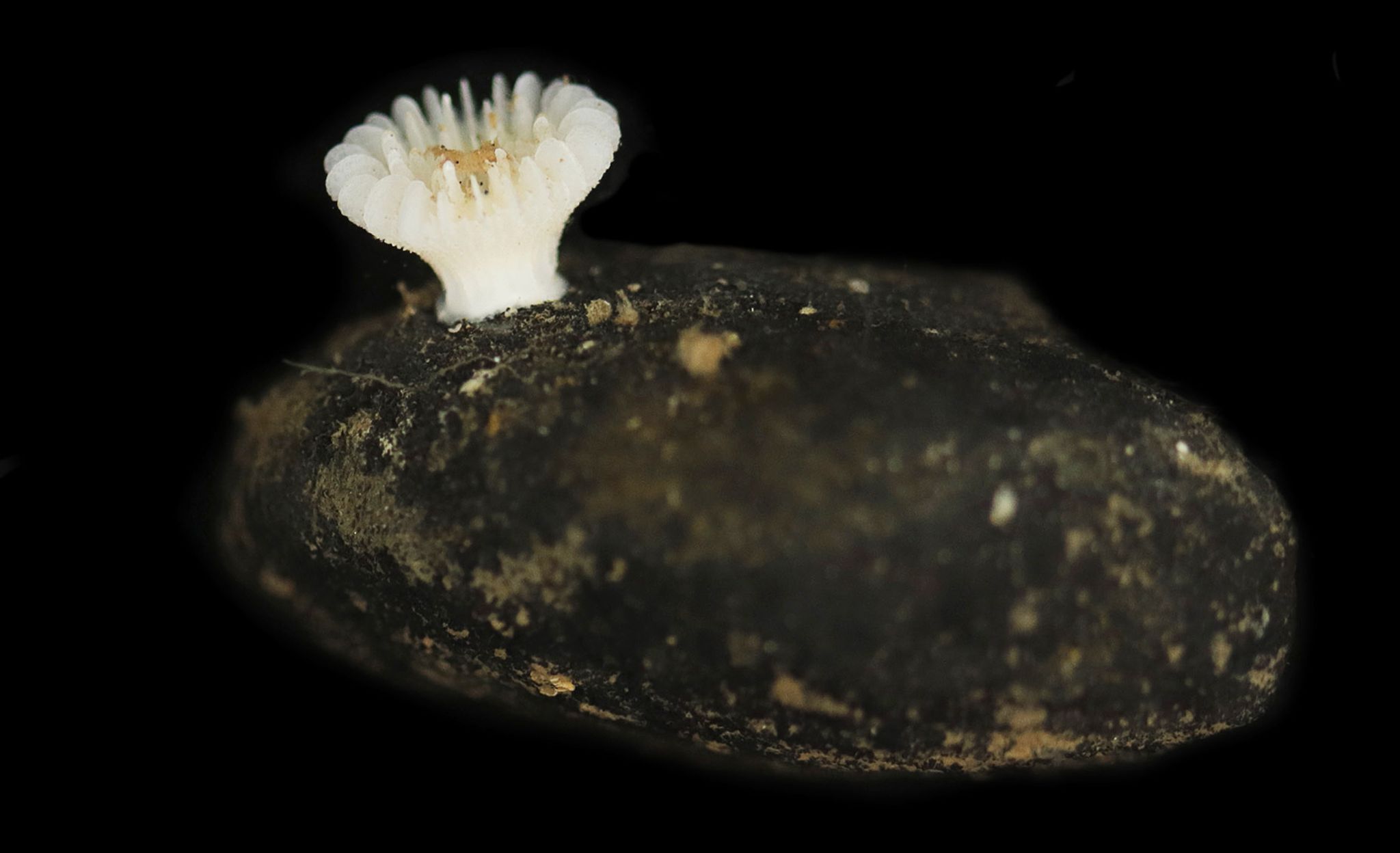 Erstmals Steinkorallen auf Manganknollen entdeckt