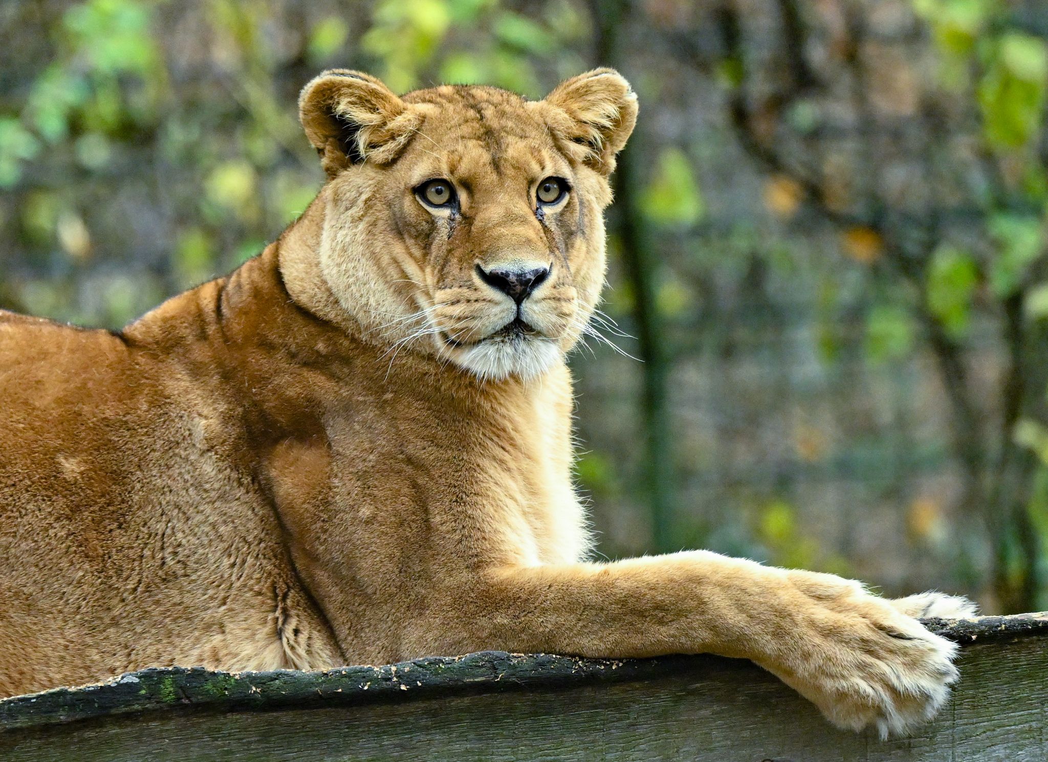 Zoo in Neuseeland muss schließen – Löwen eingeschläfert