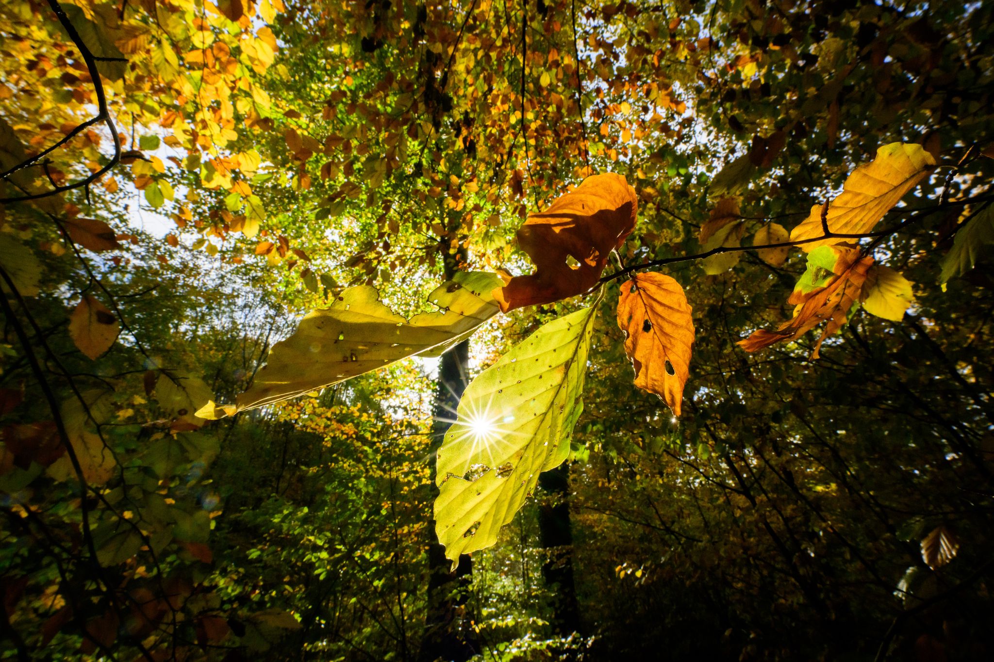 Mildes Wetter in Deutschland erwartet, 