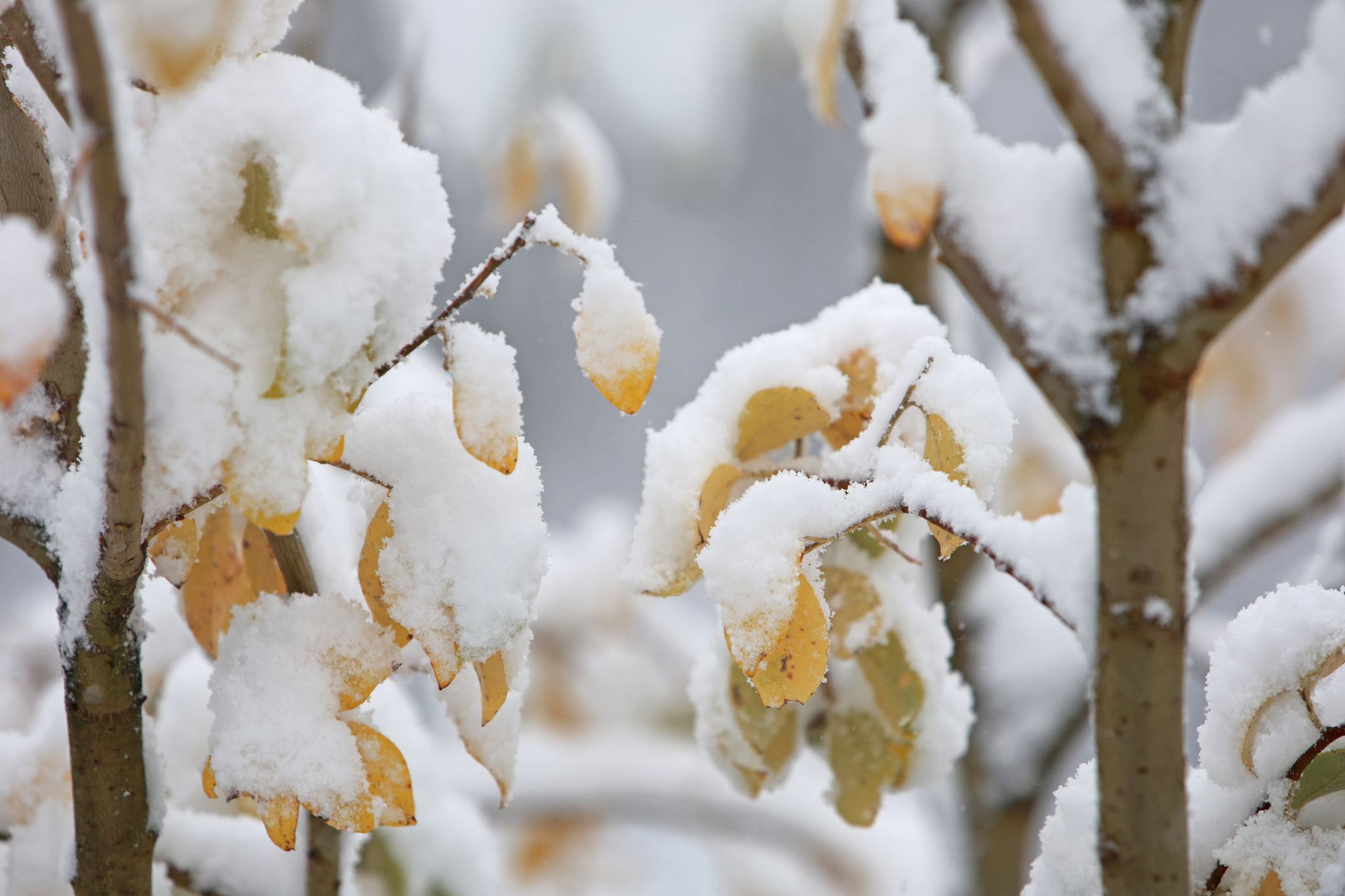 Nasskaltes Novemberwetter – Schnee auf den Bergen