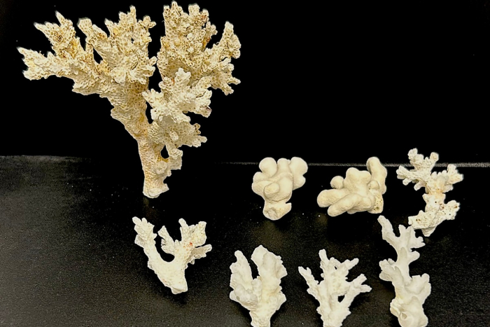 Hamburg: Geschützte Korallen beschlagnahmt