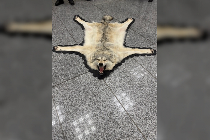 Frankfurt am Main: Zoll stellt Wolfsfell sicher