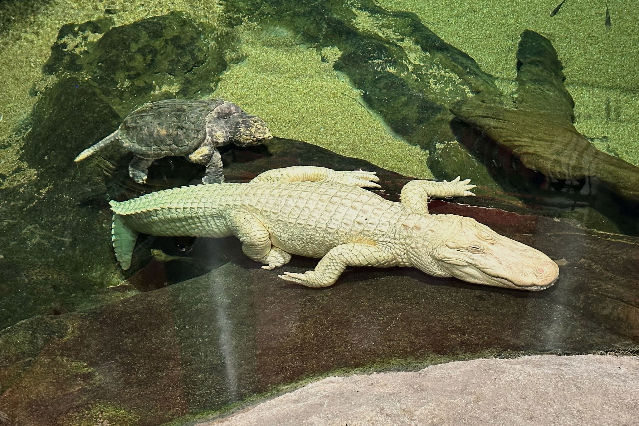 Albino-Alligator Claude in den USA gestorben