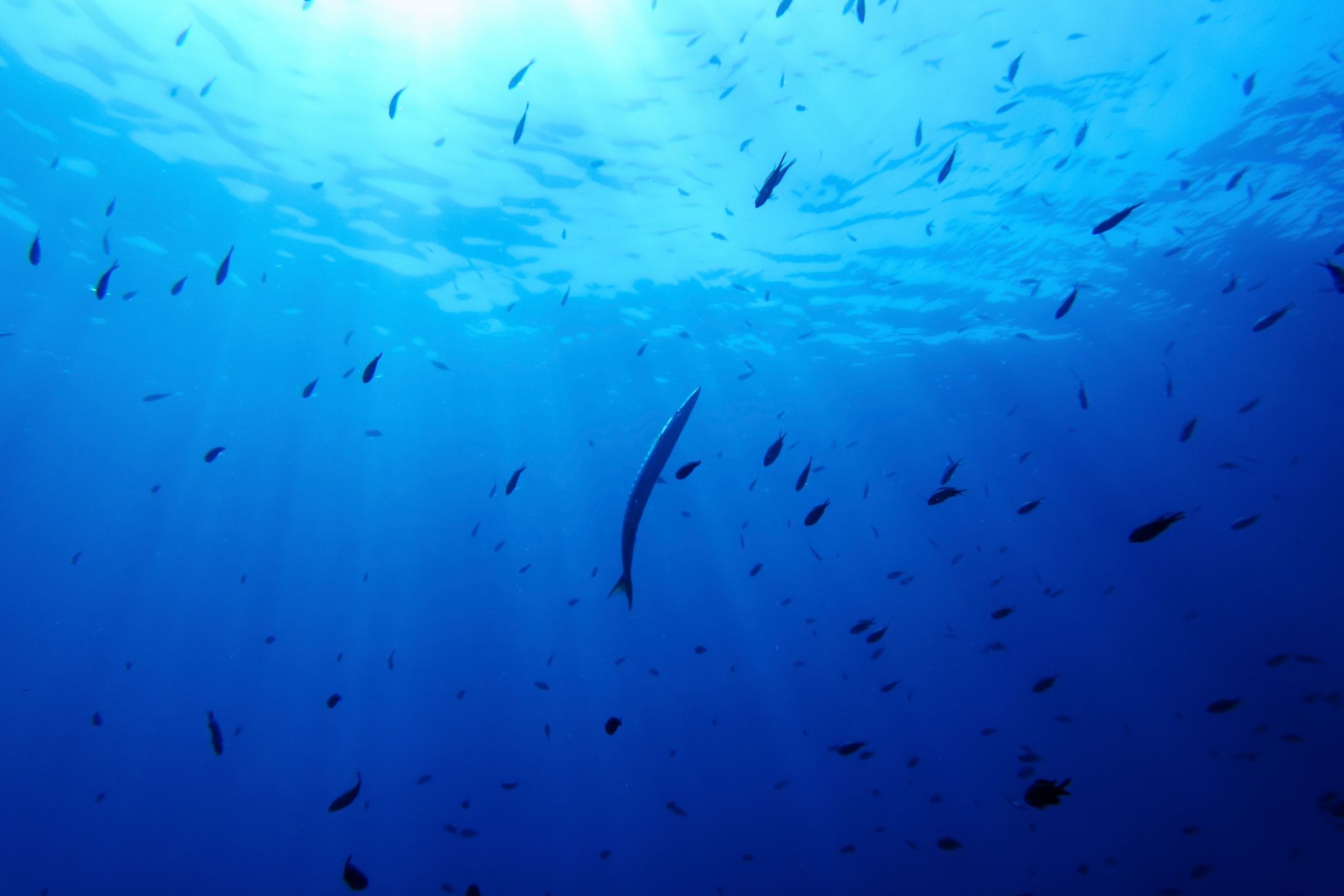 Deutschland will Schutzabkommen für Hochsee beitreten