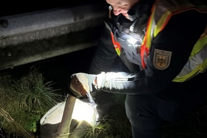 Handewitt: Rettung verletzter Schwan durch Bundespolizisten