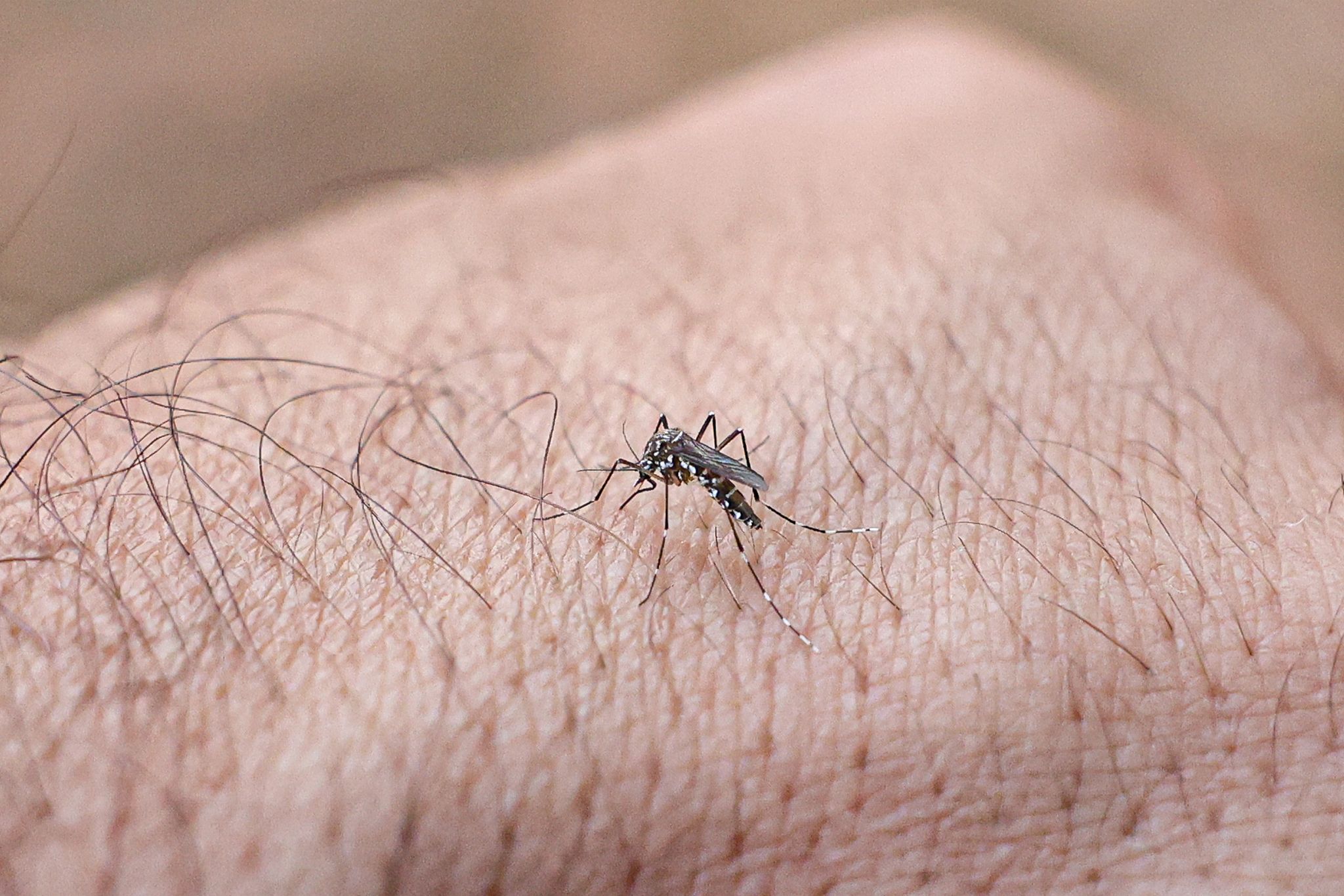 Chikungunya-Fieber auf Kuba: RKI warnt vor erhöhtem Infektionsrisiko